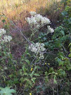 Eupatorium sullivaniae E. E. Schill.的圖片