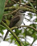 Image of Yellow-vented Bulbul