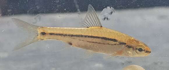 Image of Hyphen barb