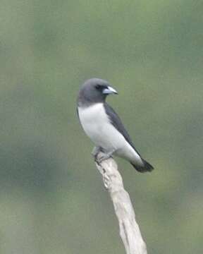 Image of White-breasted Woodswallow