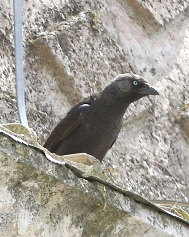 Image of Eurasian Jackdaw