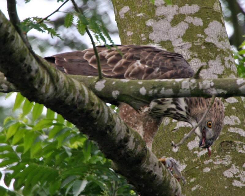 Nisaetus cirrhatus (Gmelin & JF 1788) resmi