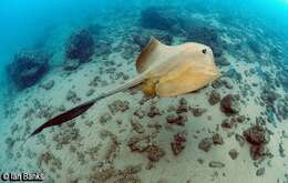 Image of Broad cowtail ray