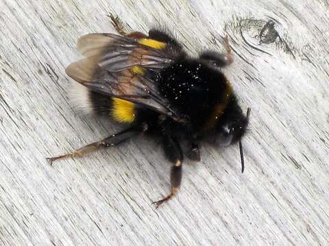 Image of Bumblebees