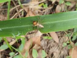 Sivun Oxyopes elegans L. Koch 1878 kuva