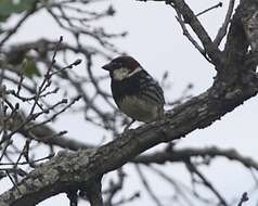 Image of Spanish Sparrow