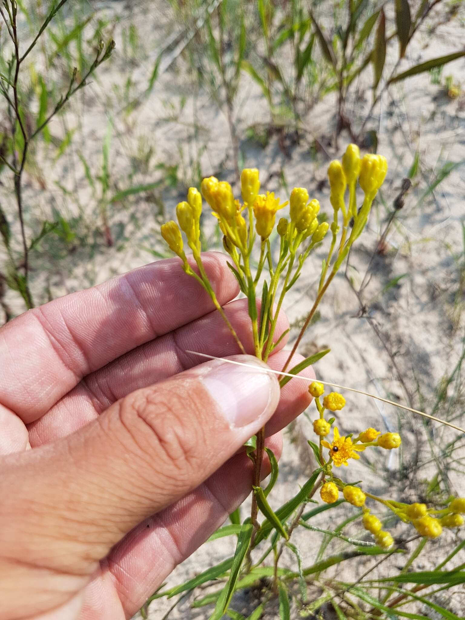 Imagem de Solidago houghtonii Torr. & A. Gray ex A. Gray