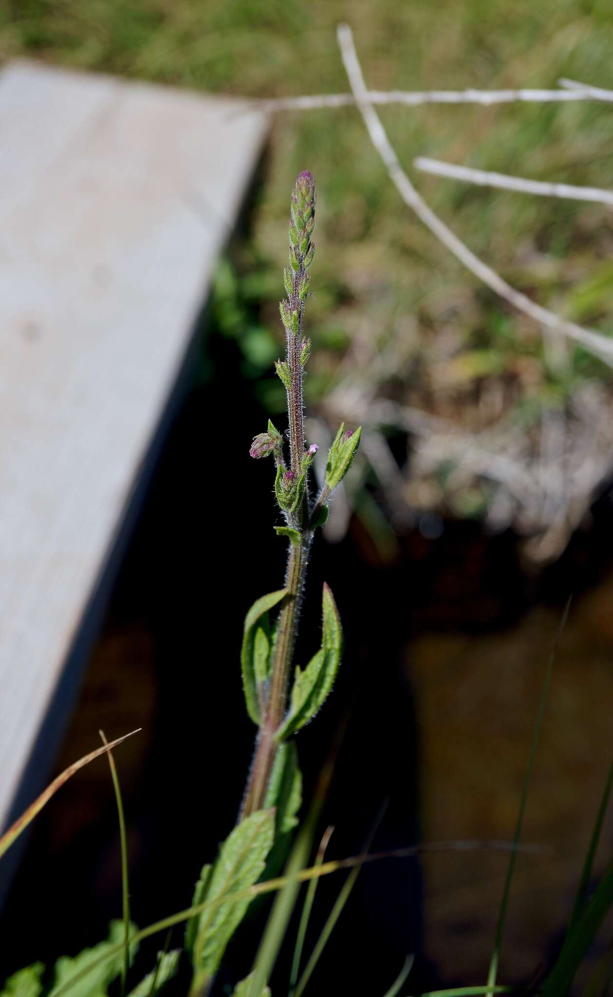 Image of Red Hills vervain