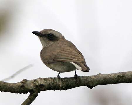 Слика од Tephrodornis pondicerianus (Gmelin & JF 1789)