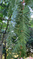 Image of dawn redwood