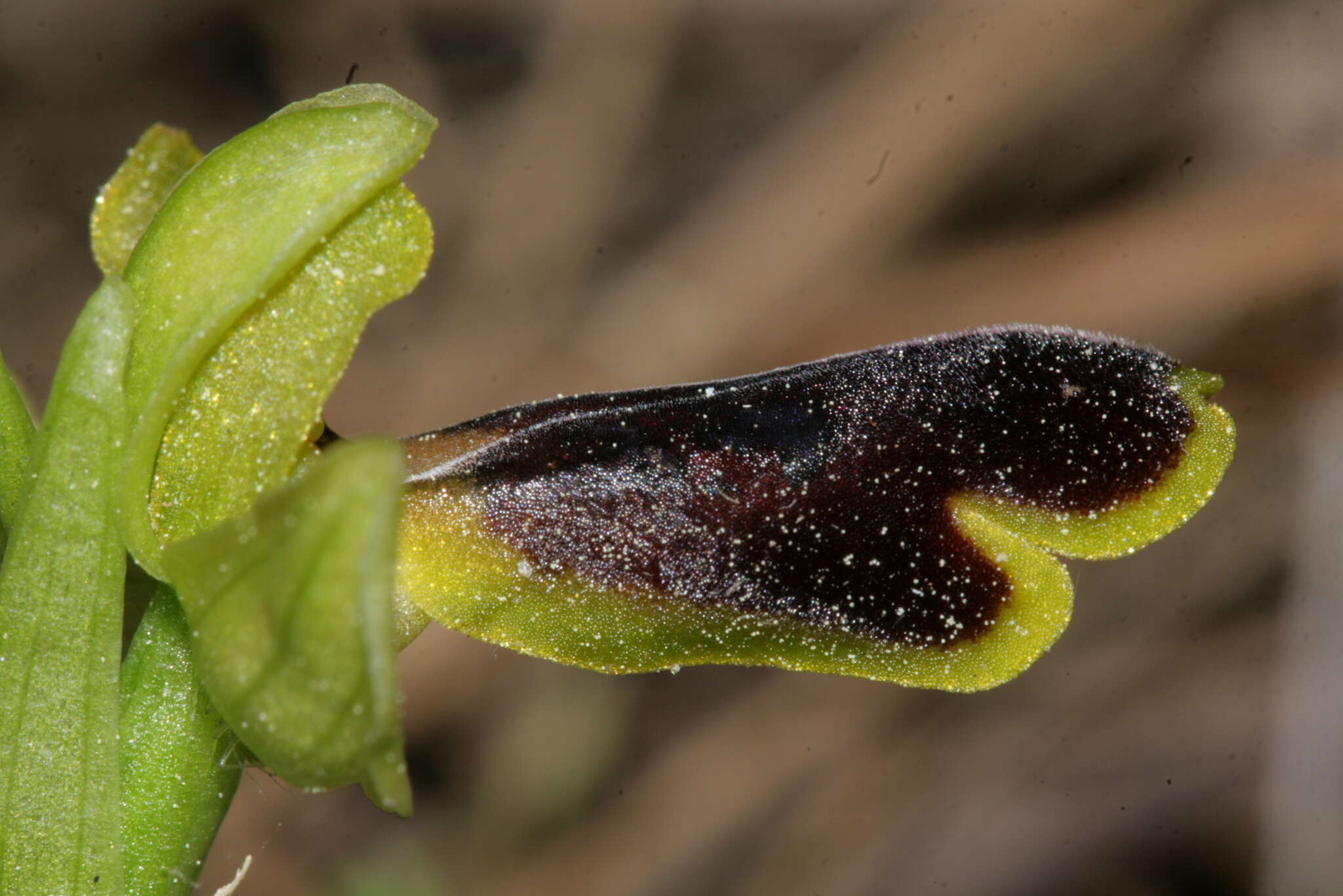 Image of Ophrys fusca subsp. blitopertha (Paulus & Gack) Faurh. & H. A. Pedersen