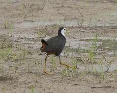 Image of White-breasted Waterhen