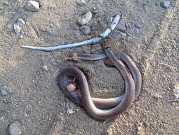 Image of Pacific Longtail Snake
