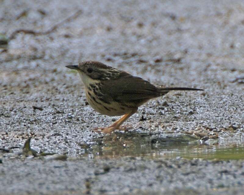 Image of Puff-throated Babbler
