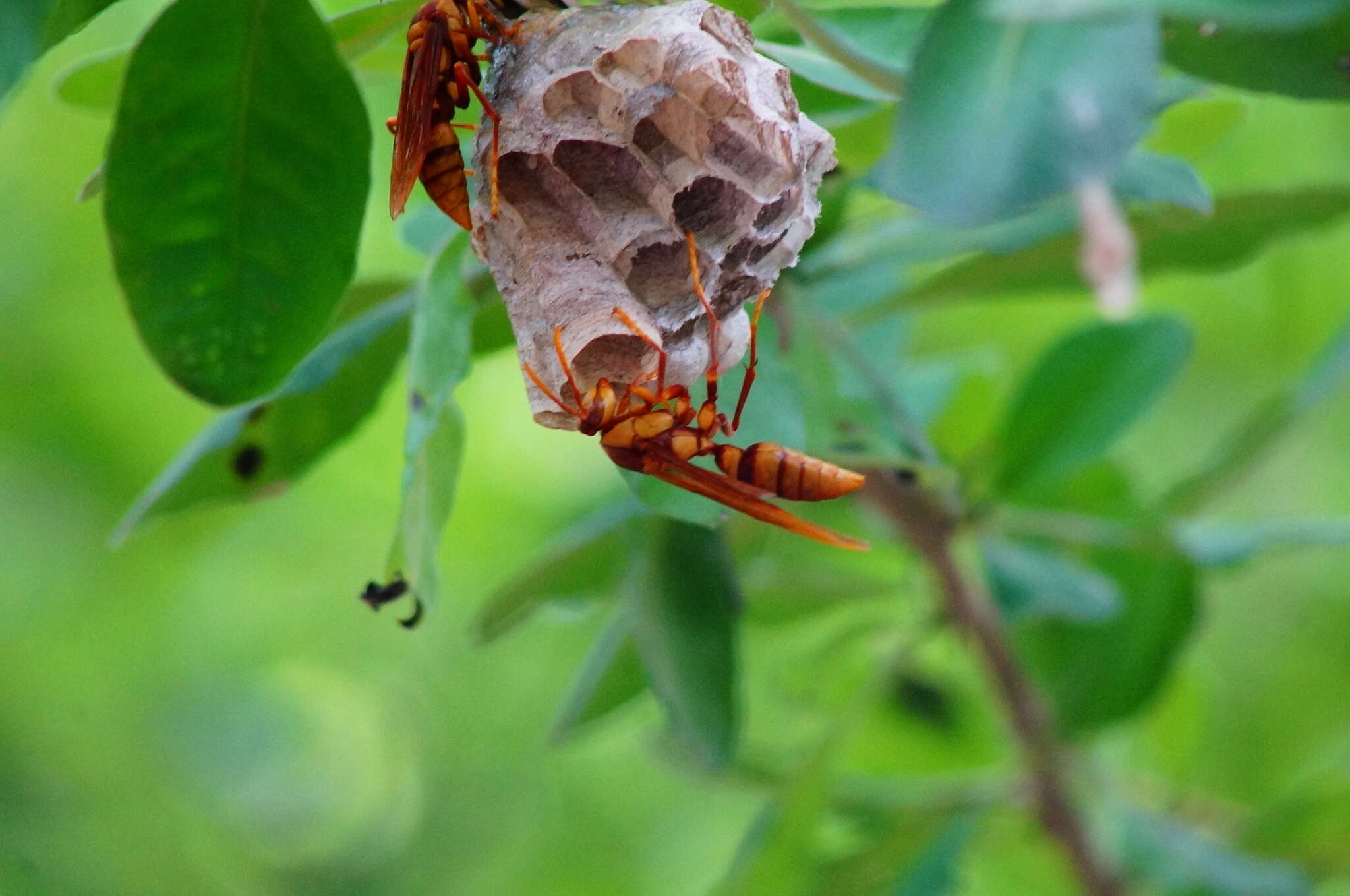 Image of <i>Polistes <i>carnifex</i></i> carnifex