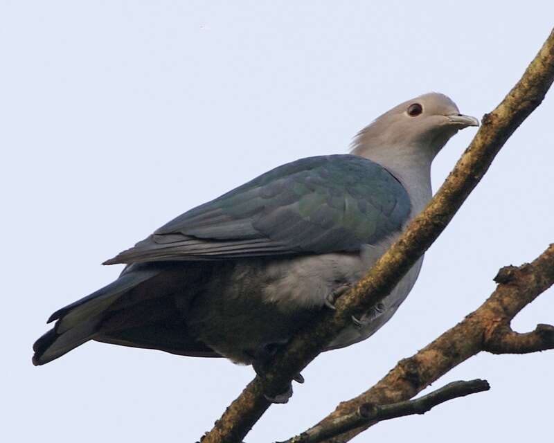 Imagem de pombo imperial verde