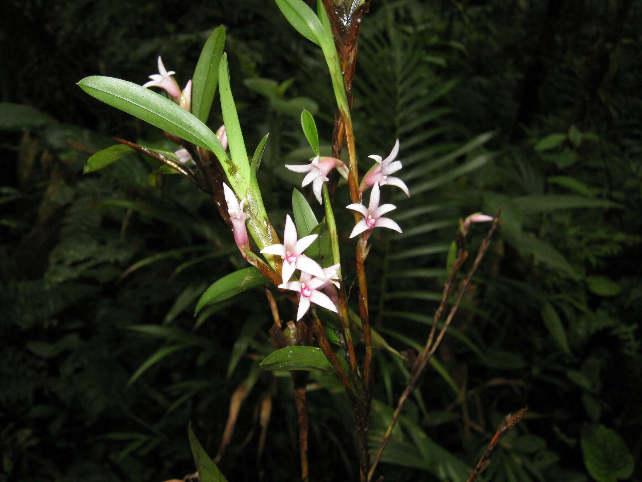 Image of Maxillaria schlechteriana J. T. Atwood