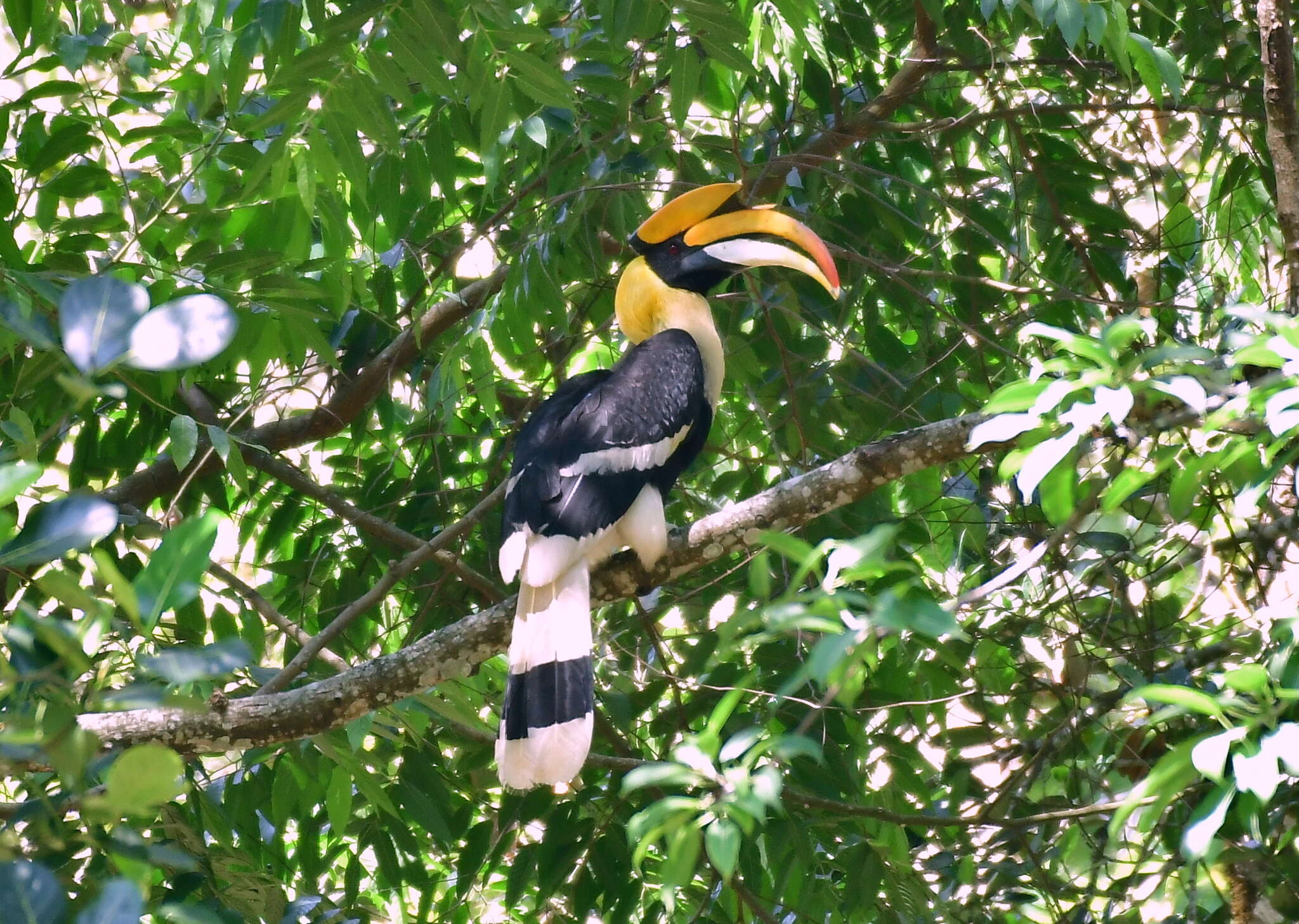 Image of Great Indian Hornbill