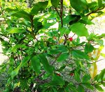 Image of ochna