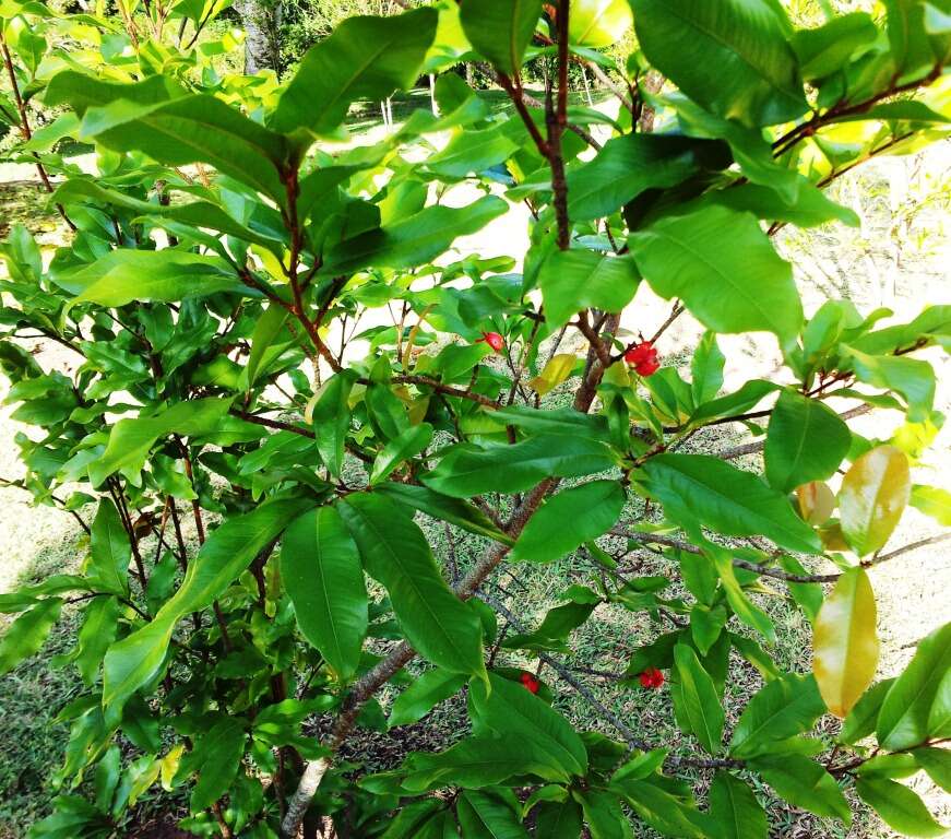 Image of ochna