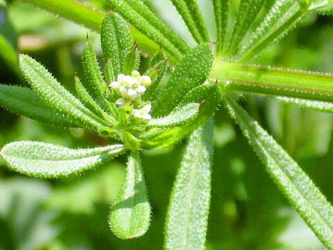 Image of warty bedstraw