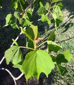 Dombeya acutangula Cav.的圖片