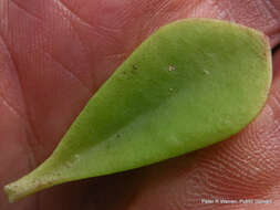 Image of Common kalanchoe