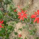 Image of Passiflora edmundoi Sacco