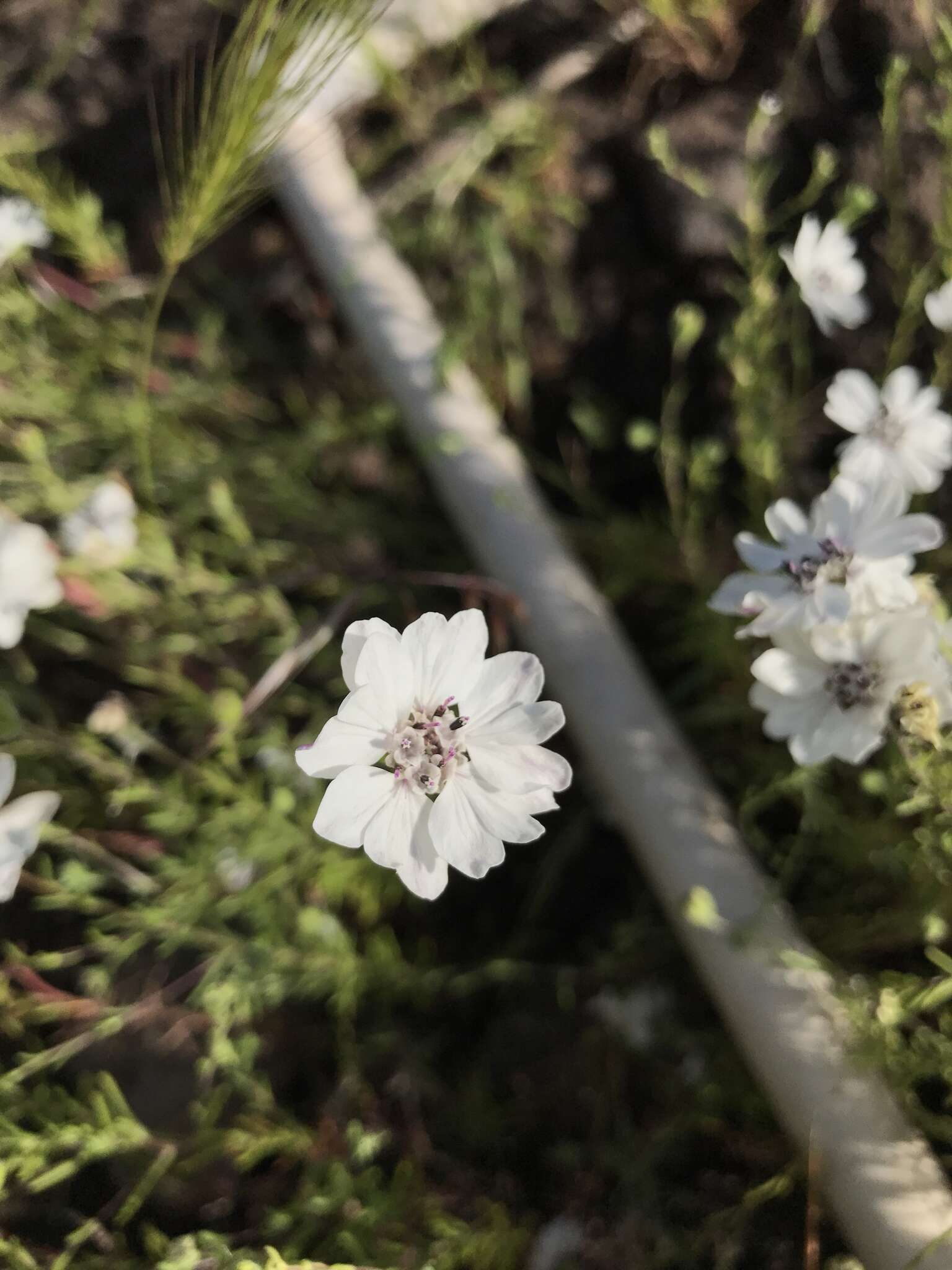 Слика од Blepharipappus