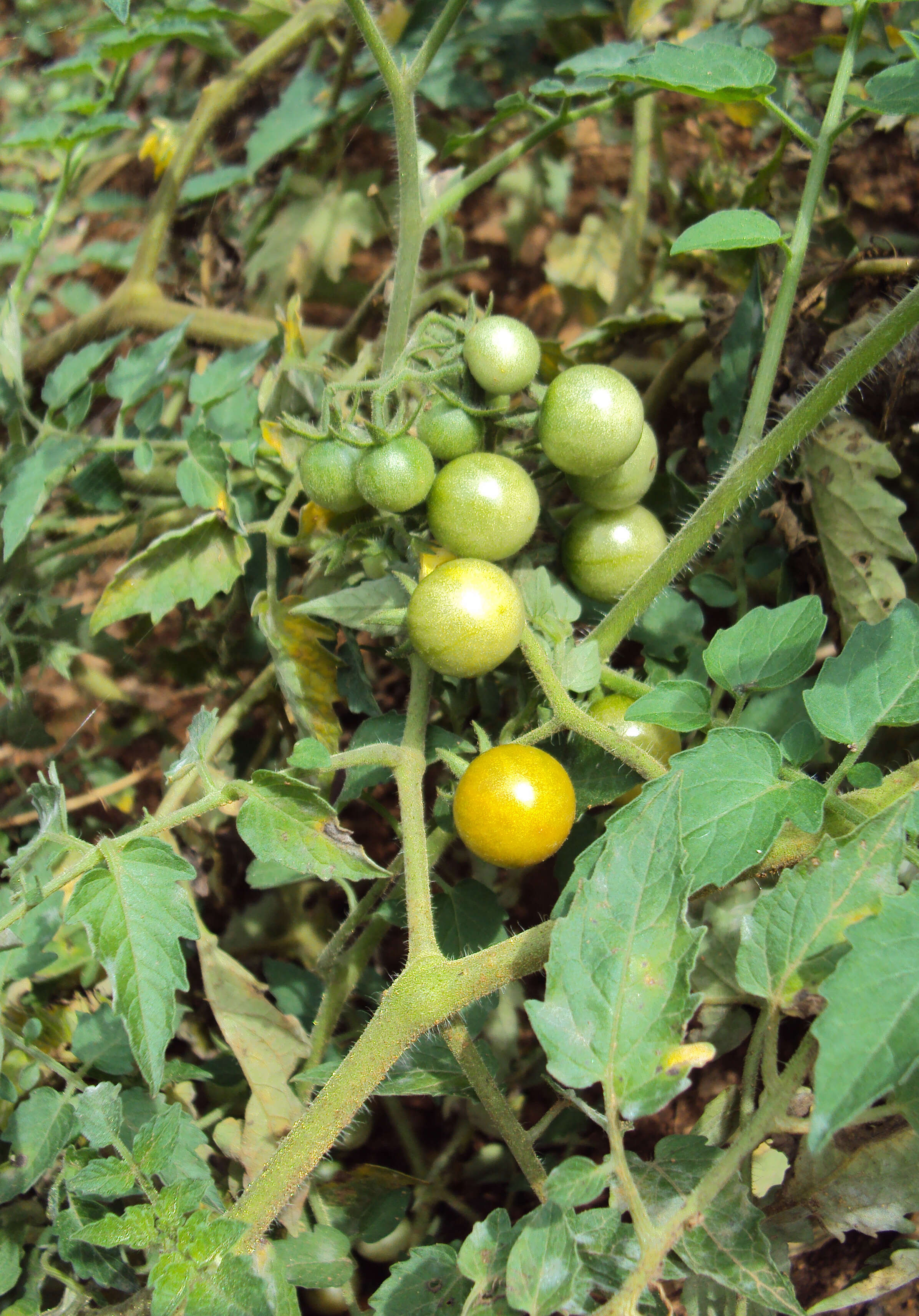 Image of Solanum lycopersicum var. cerasiforme