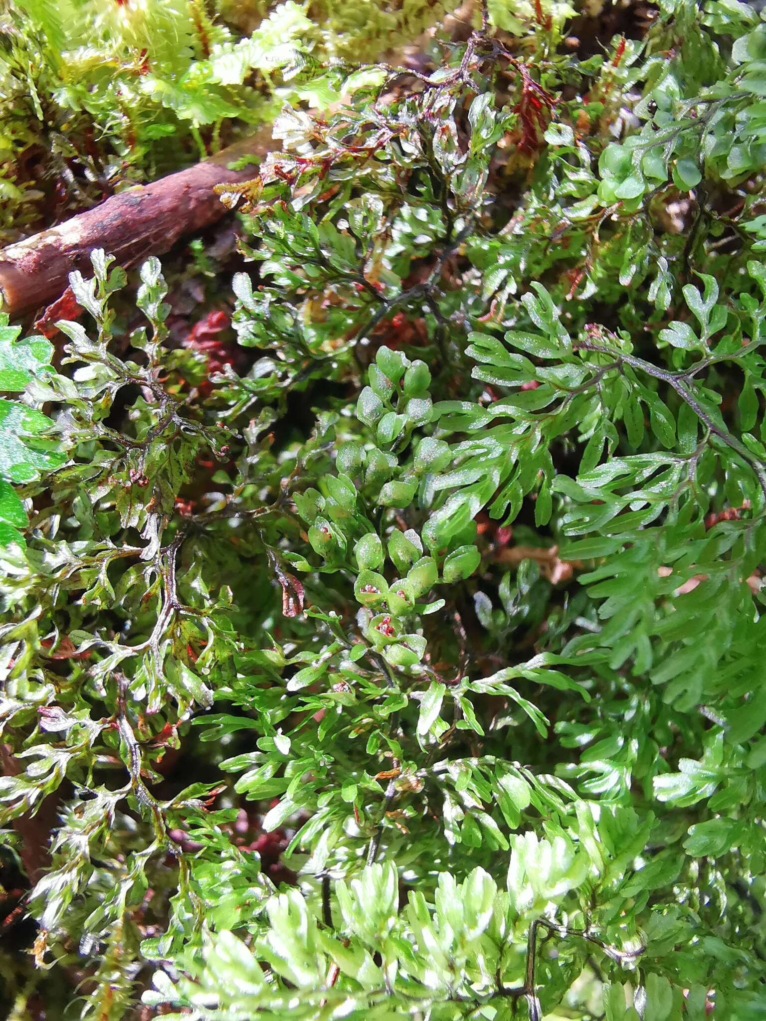 Image of Hymenophyllum paniculiflorum Presl