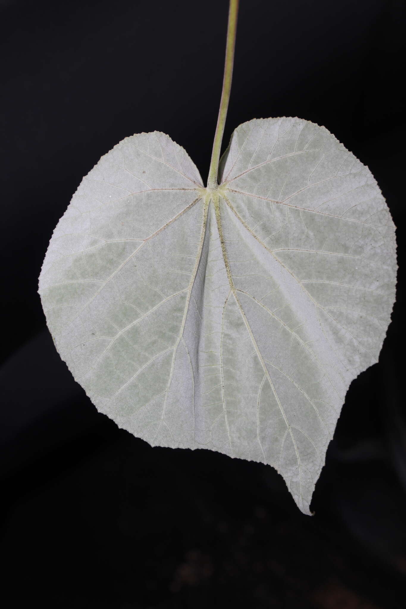 Image of yellowflower Indian mallow