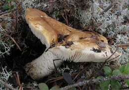 Image of Tricholoma apium Jul. Schäff. 1925