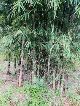 Imagem de Phyllostachys angusta McClure