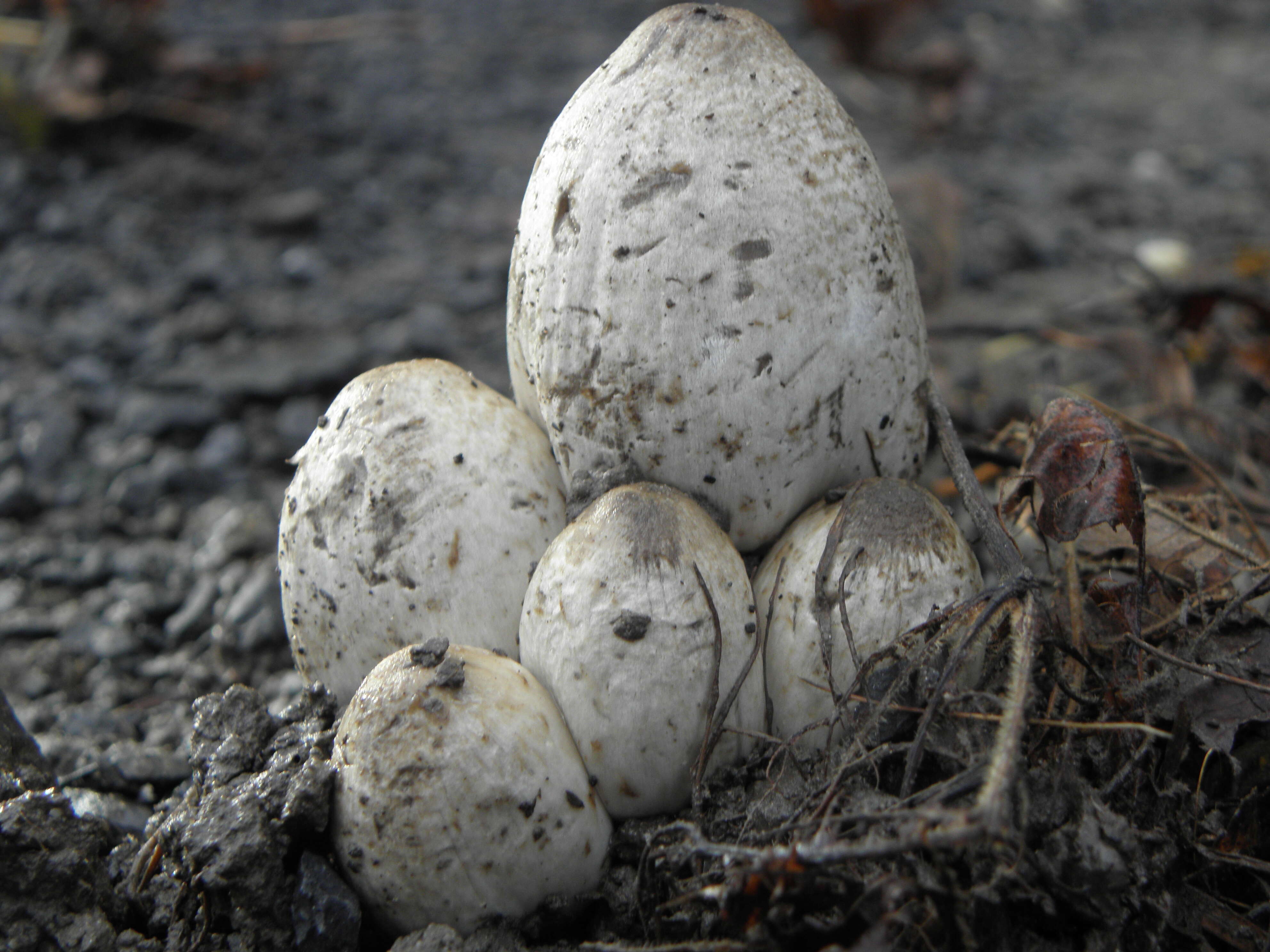 Coprinopsis atramentaria (Bull.) Redhead, Vilgalys & Moncalvo 2001 resmi