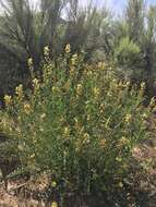 Astragalus douglasii var. perstrictus (Rydb.) Munz & Mc Burney resmi