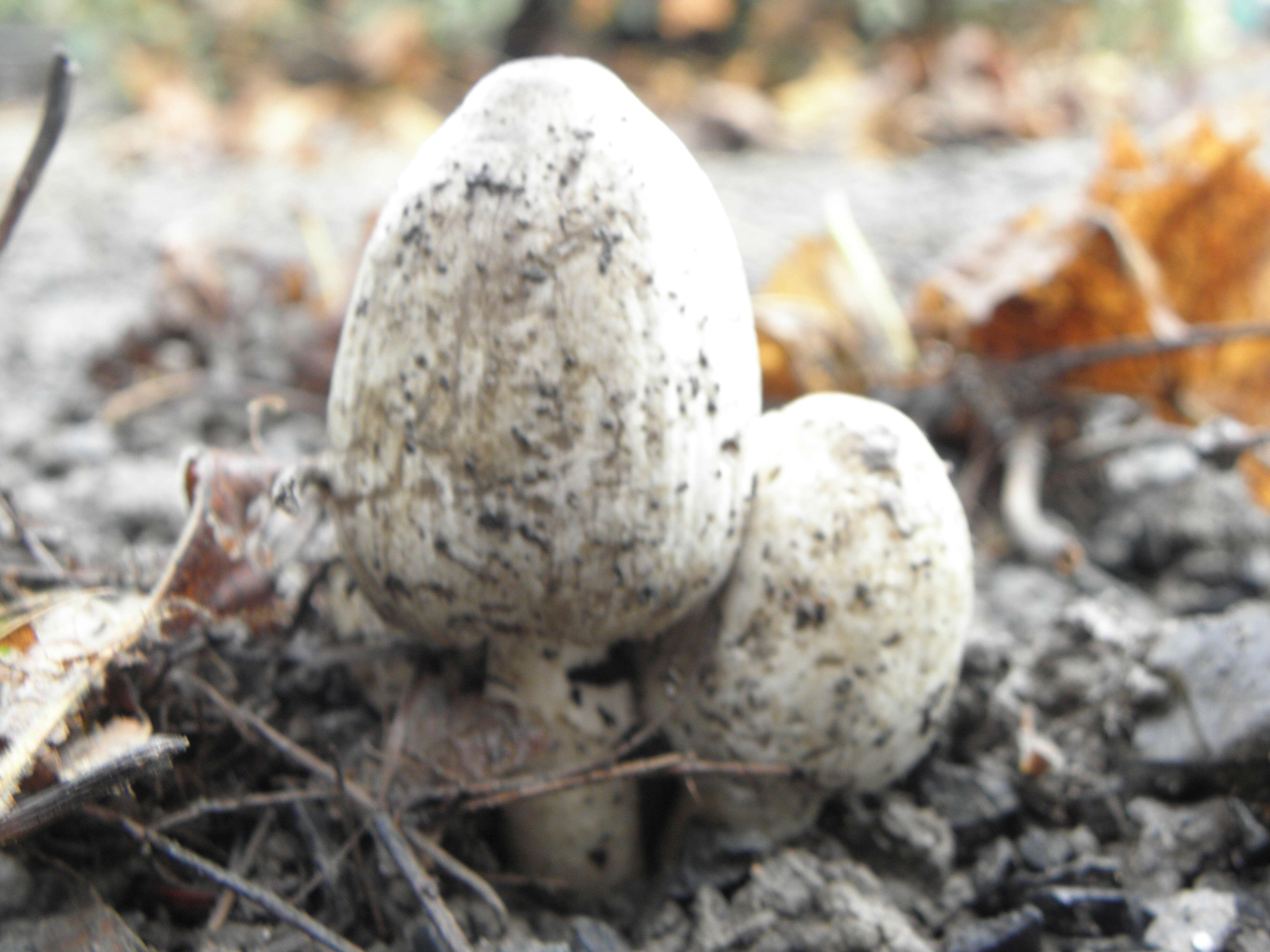 Coprinopsis atramentaria (Bull.) Redhead, Vilgalys & Moncalvo 2001 resmi