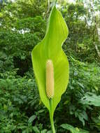 Image of Spathiphyllum friedrichsthalii Schott