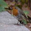 Image of Erithacus rubecula rubecula (Linnaeus 1758)