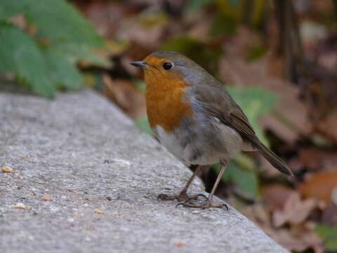 Image of Erithacus rubecula rubecula (Linnaeus 1758)