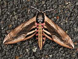 Image of privet hawk-moth