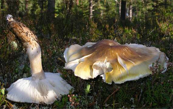 Image of Tricholoma arvernense Bon 1976