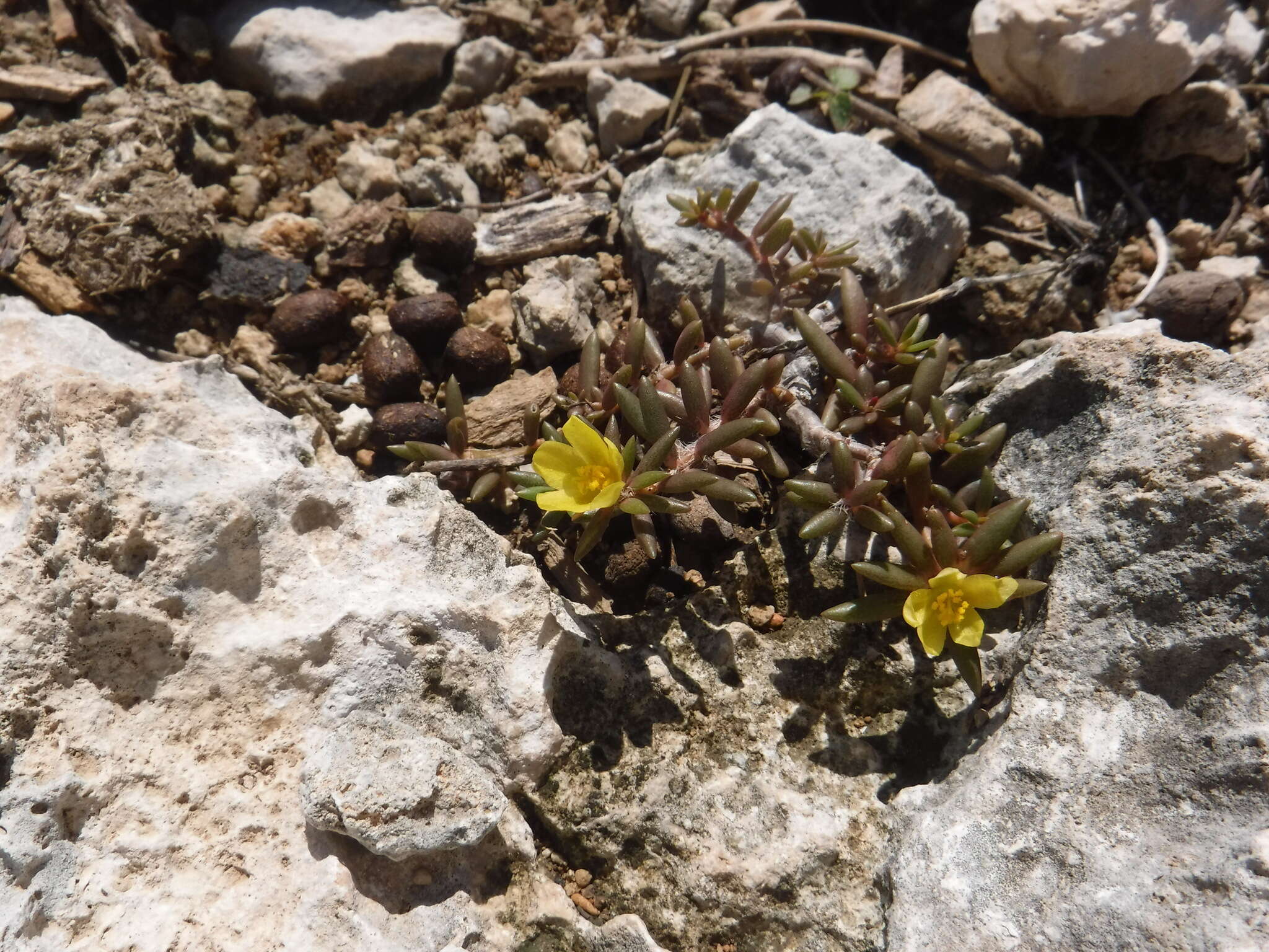 Image of redstem purslane