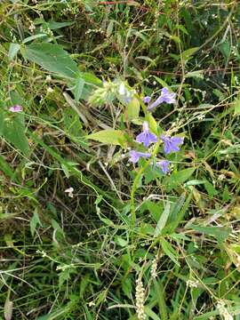 Слика од Lobelia elongata Small