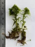 Image of Torrey's sphagnum