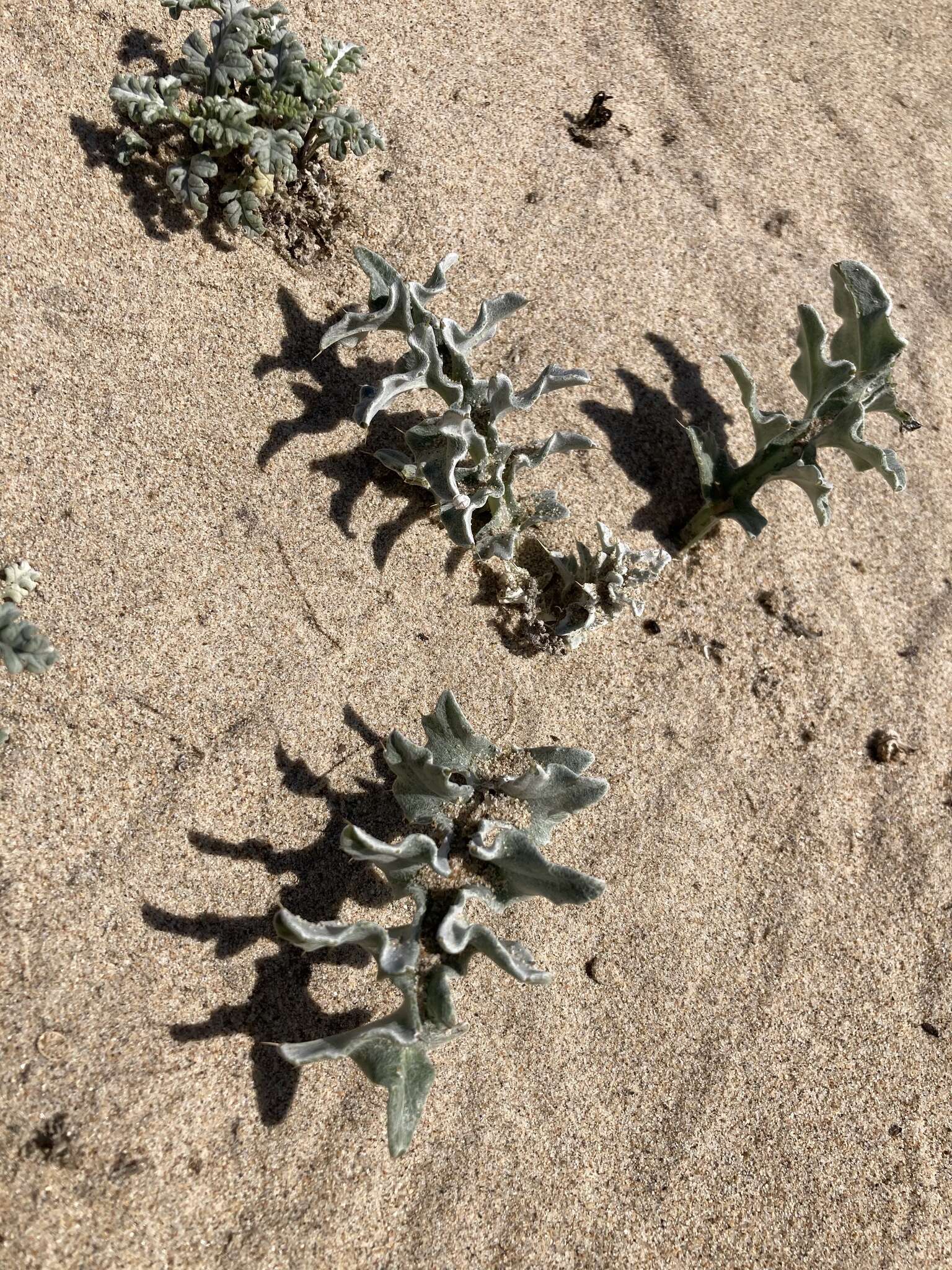 Cirsium rhothophilum Blake的圖片