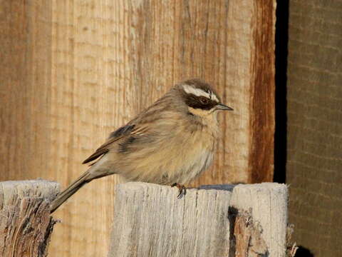 Image of Brown Accentor