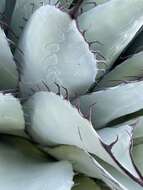 Image of Agave ovatifolia G. D. Starr & Villarreal