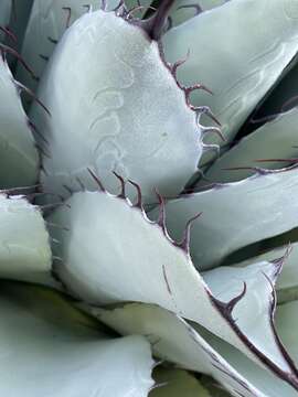 Image of Agave ovatifolia G. D. Starr & Villarreal