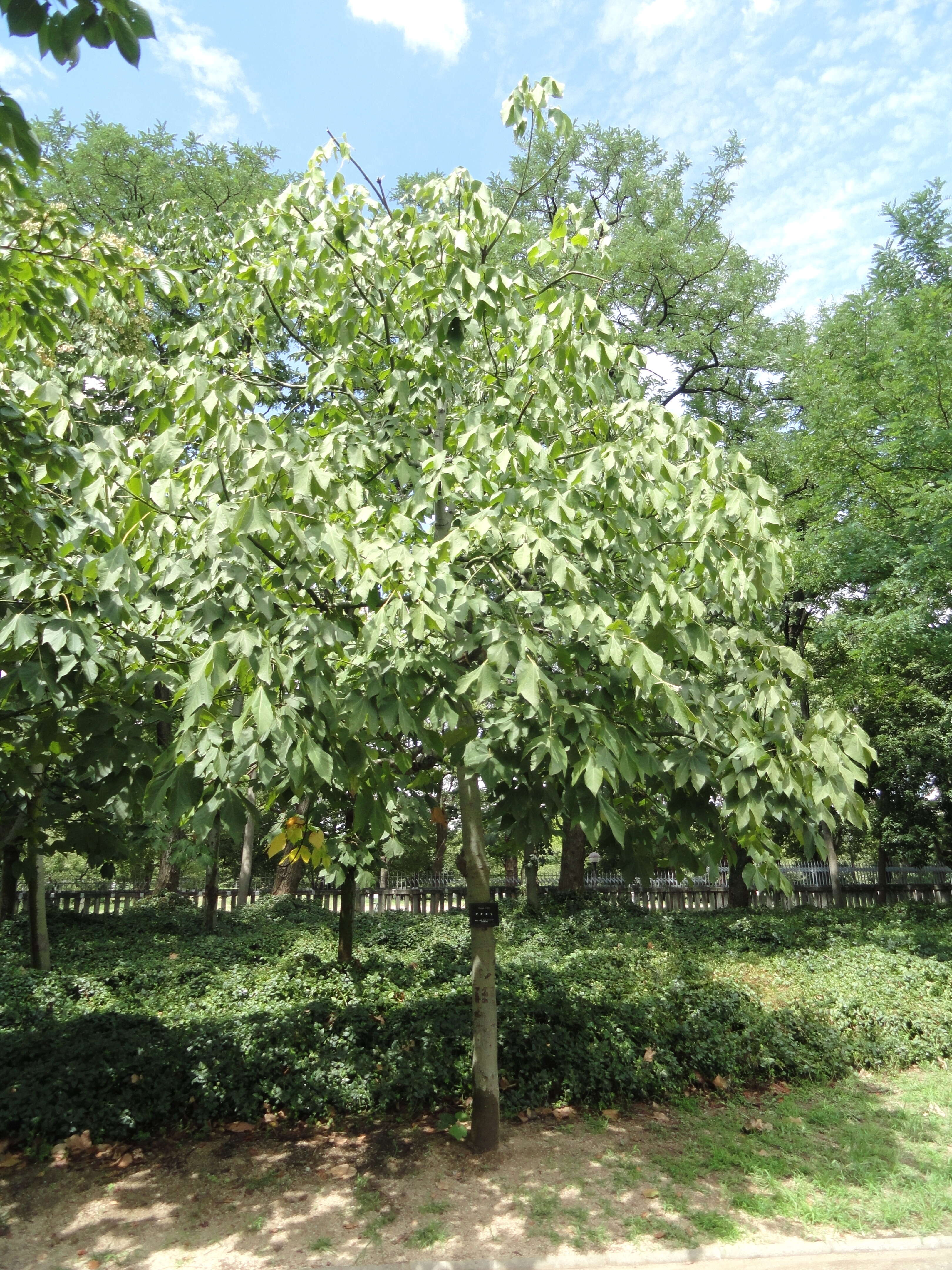 Image of Chinese parasoltree